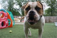 daycare pic 107 - rowdy